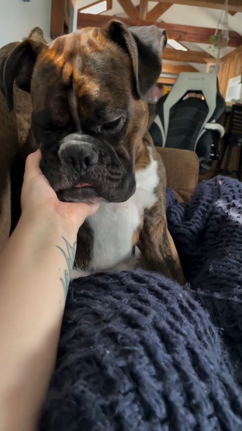 Boxer