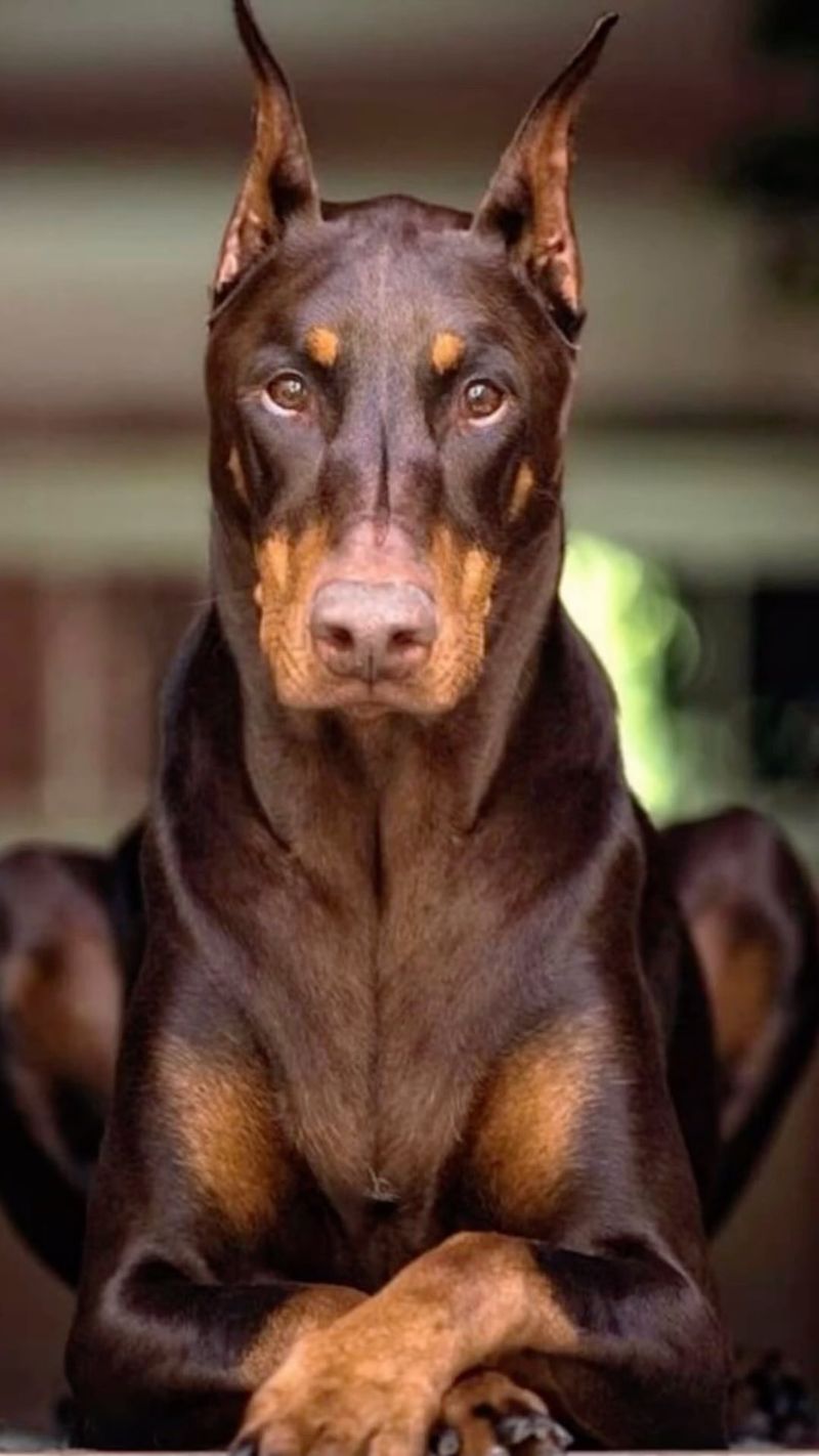 Doberman Pinscher