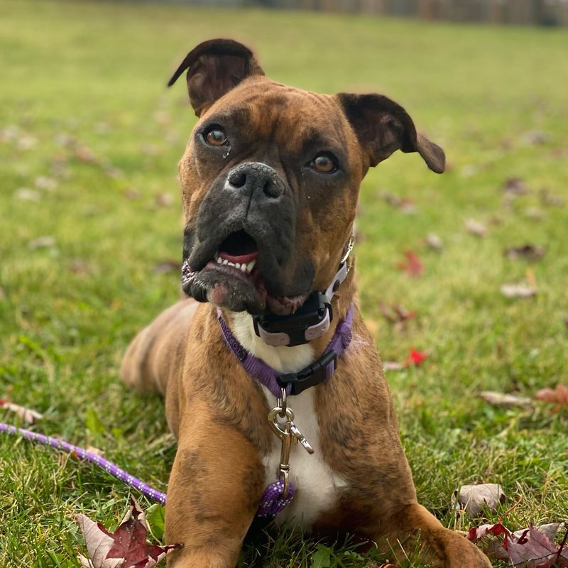 Boxer