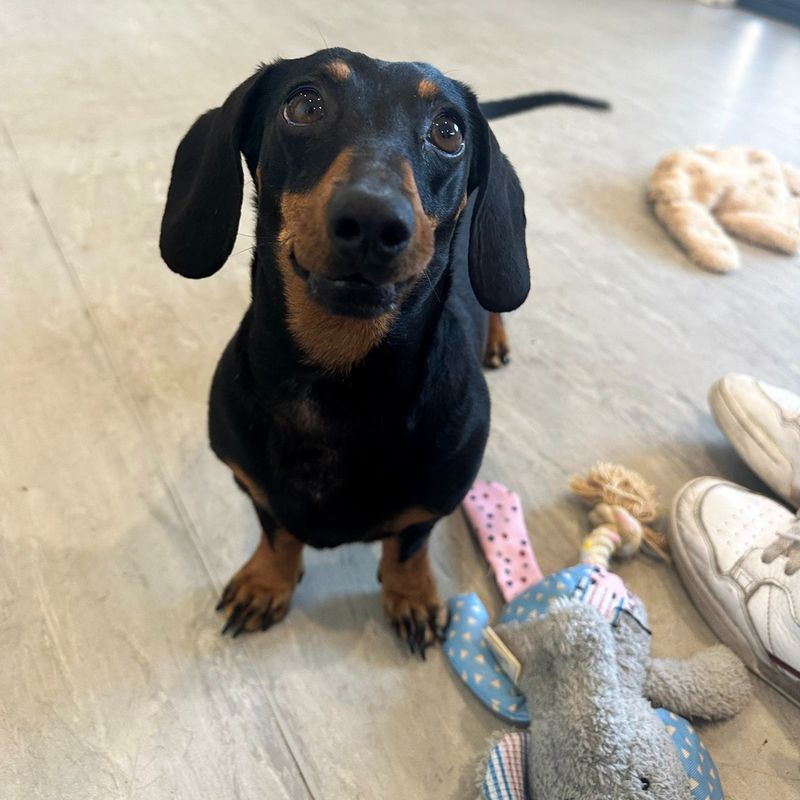 Dachshund