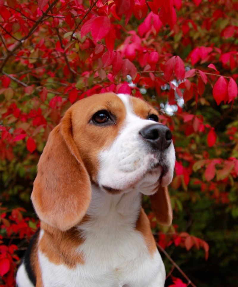 Beagle