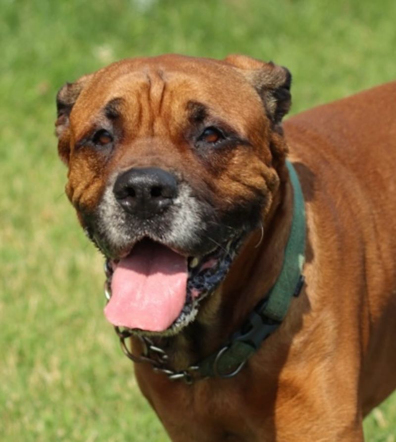 Boxer