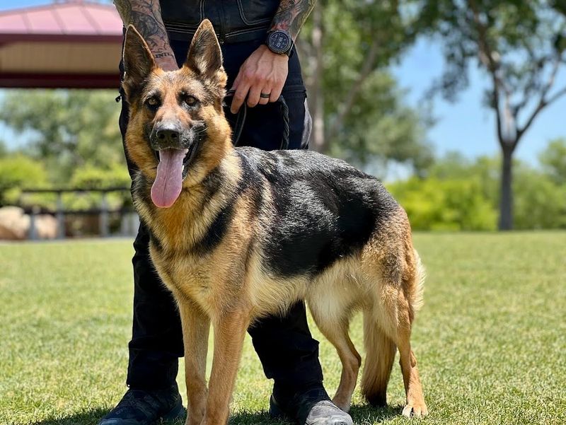 German Shepherd