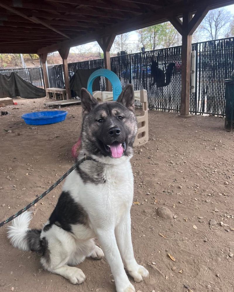 Akita
