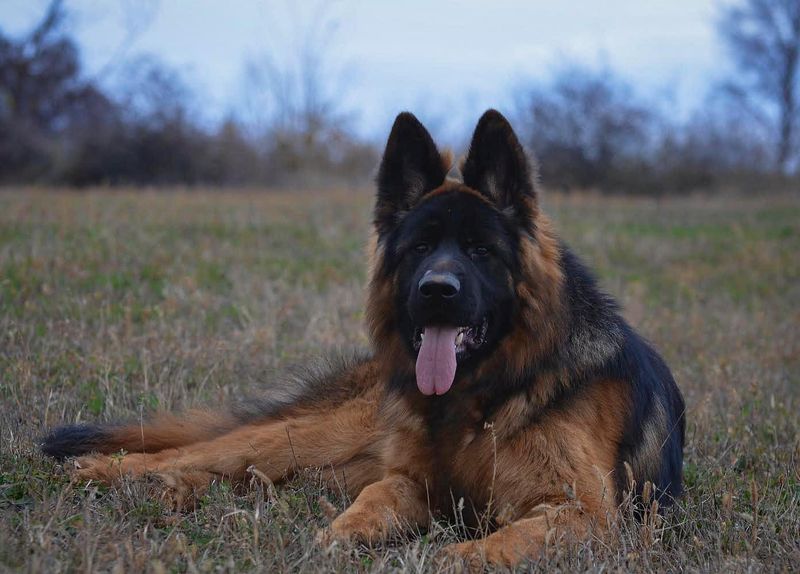 German Shepherd
