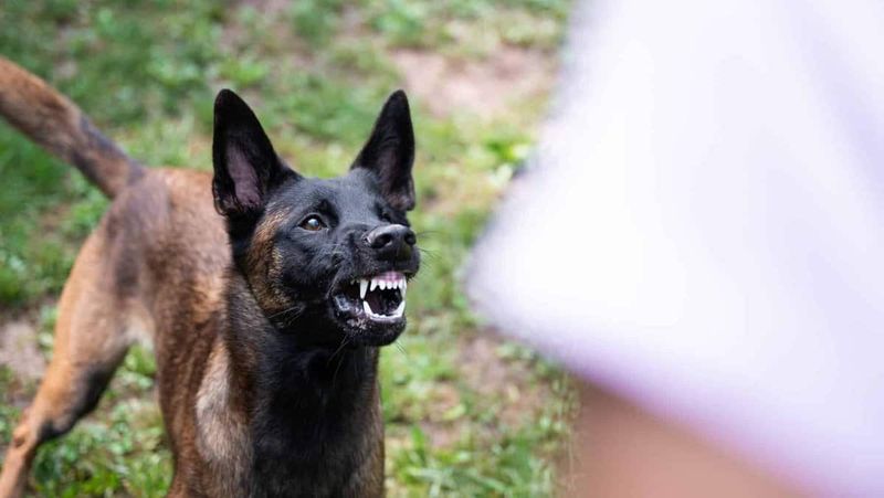 Belgian Malinois