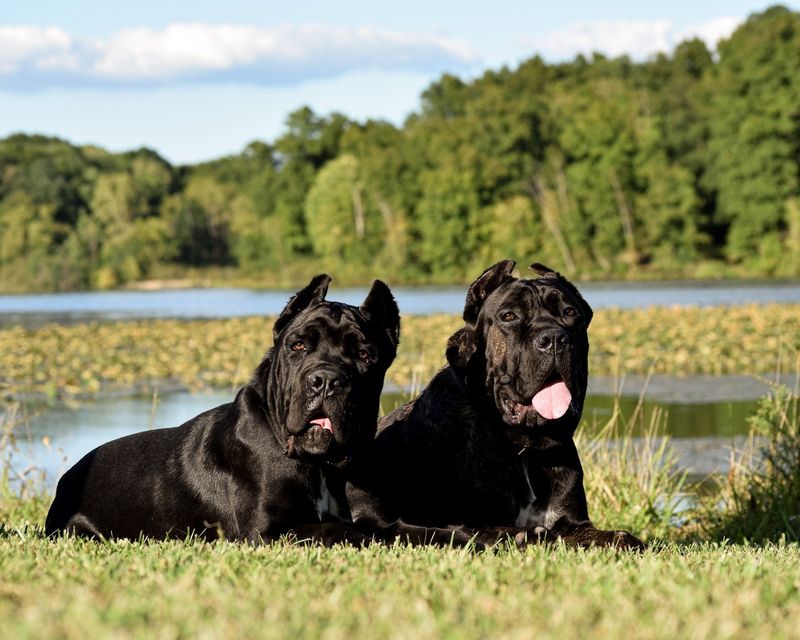 Cane Corso