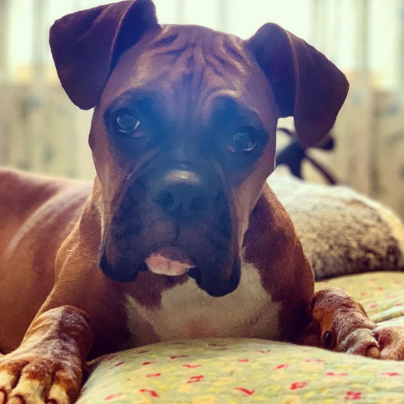 Boxer