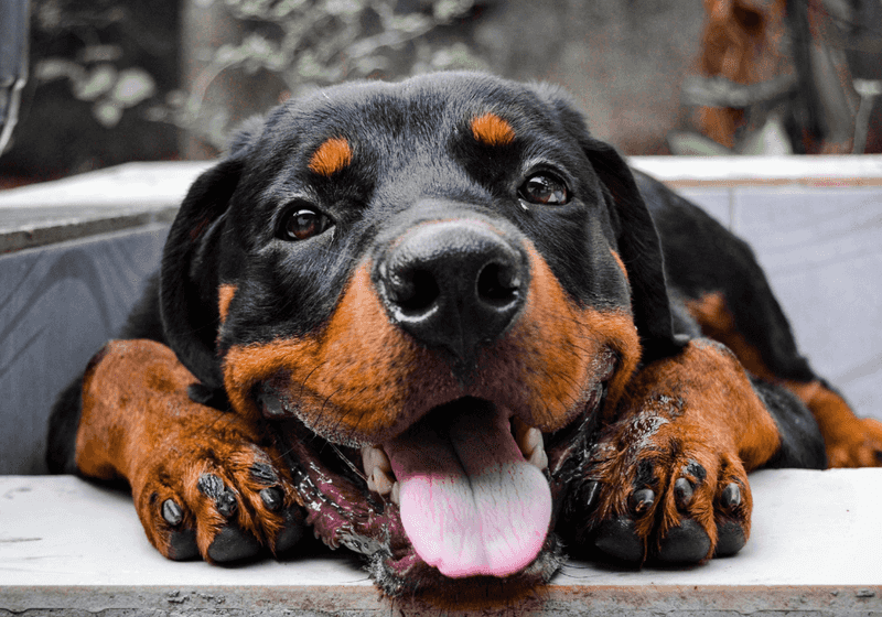 Rottweiler