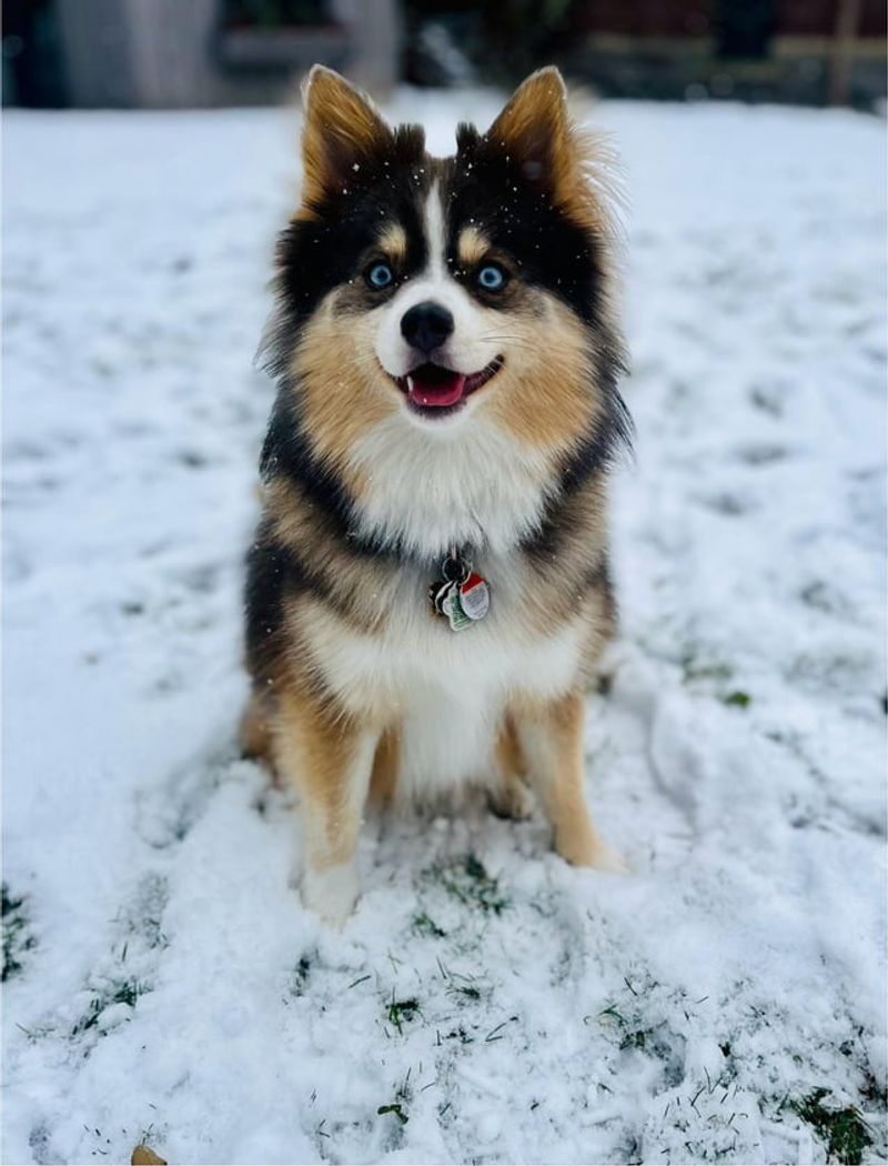 Pomsky