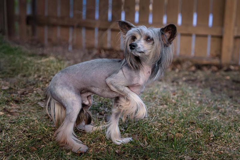 Chinese Crested