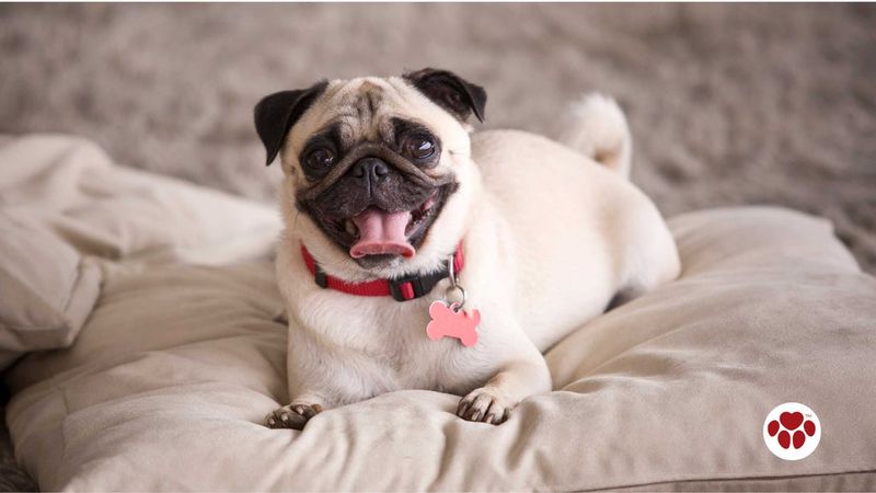 Pug