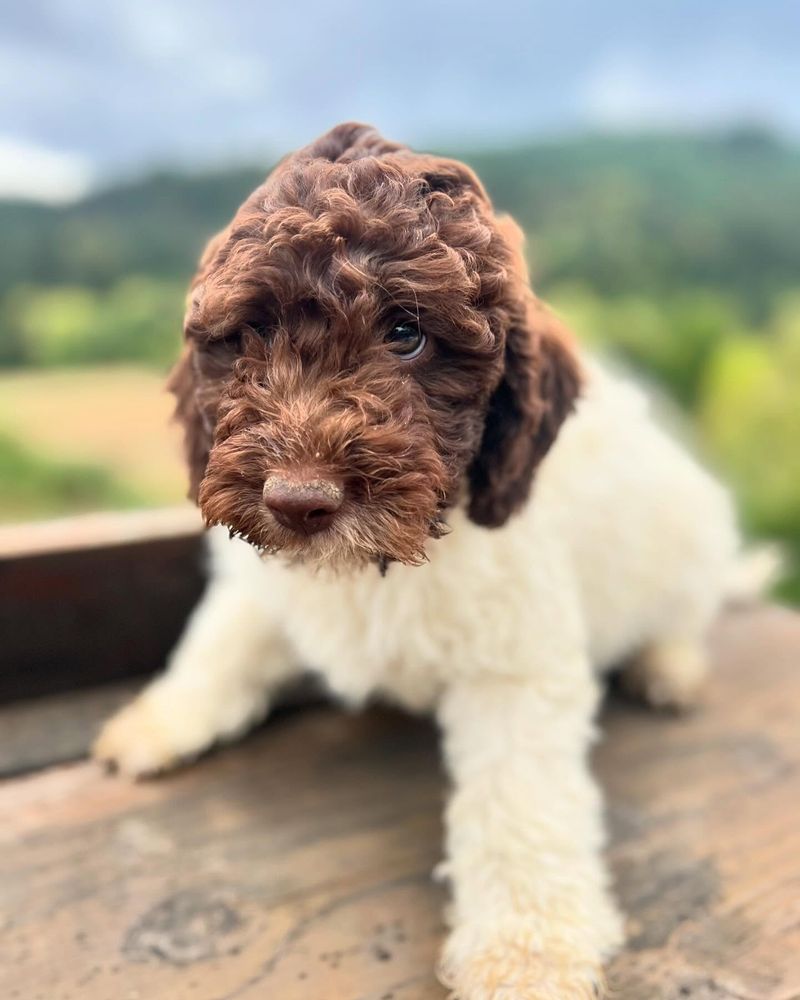 Lagotto Romagnolo