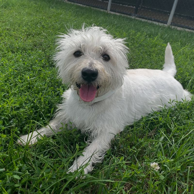 West Highland White Terrier
