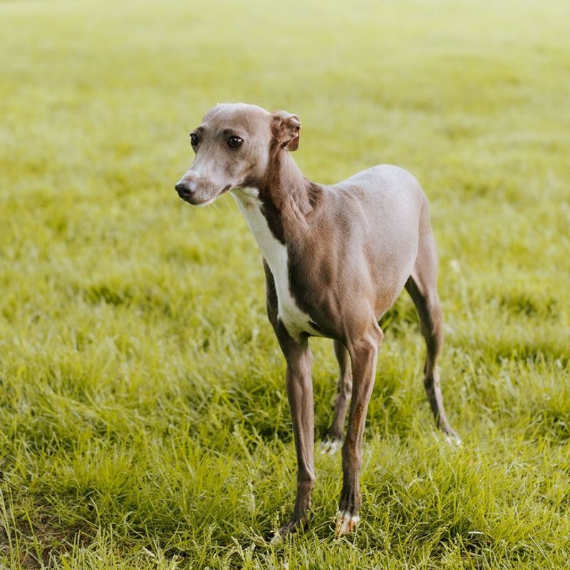 Italian Greyhound