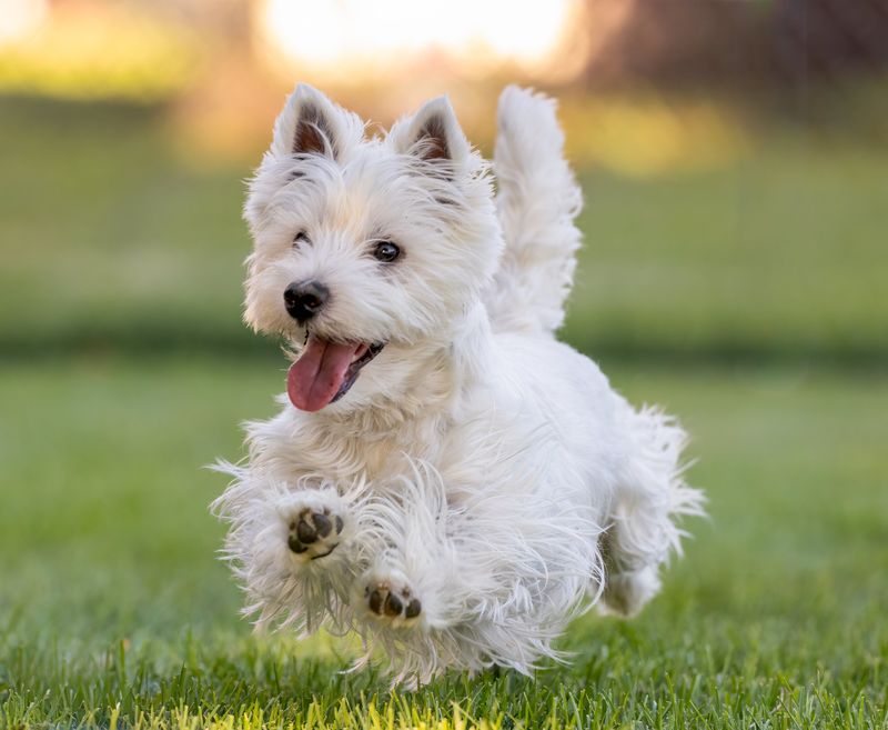 West Highland White Terrier