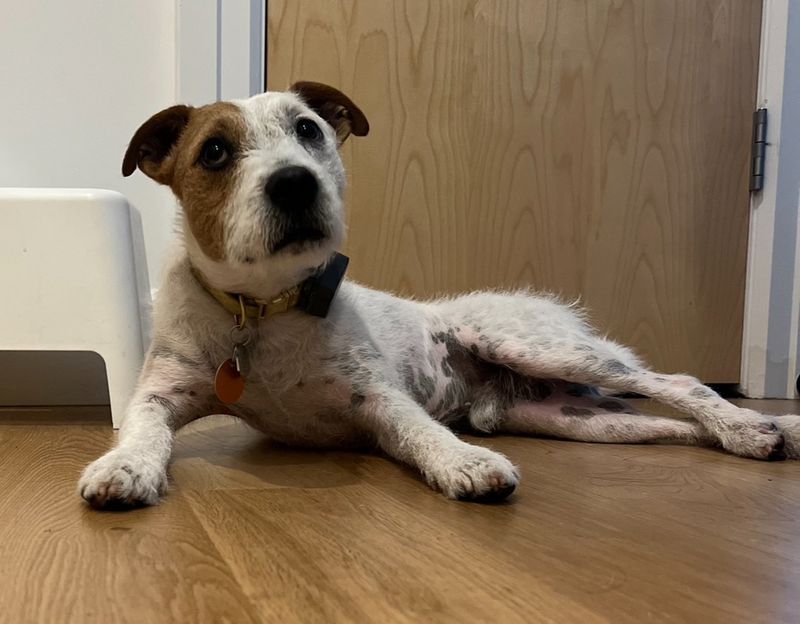 Jack Russell Terrier