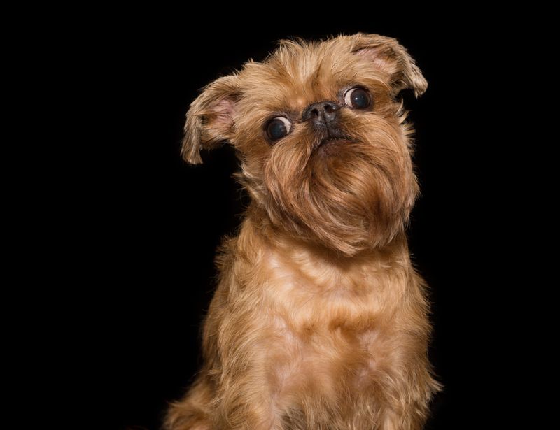 Brussels Griffon