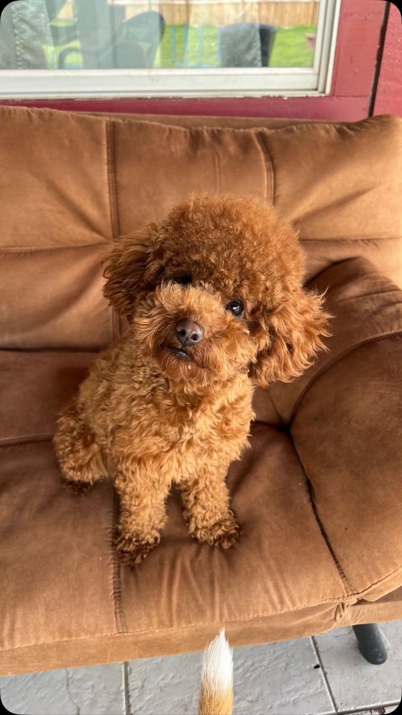 Toy Poodle