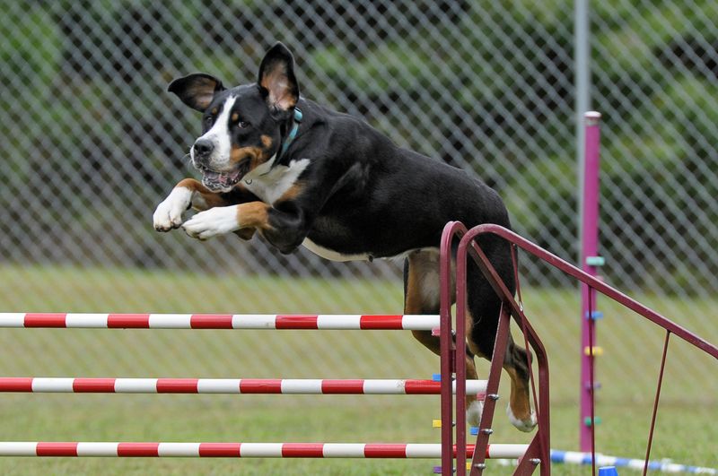 Obstacle Training