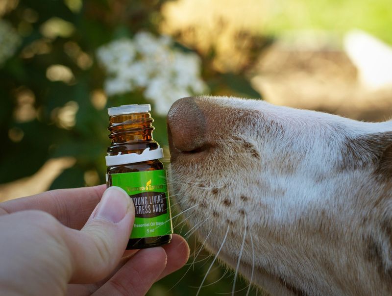 Relaxing Aromatherapy