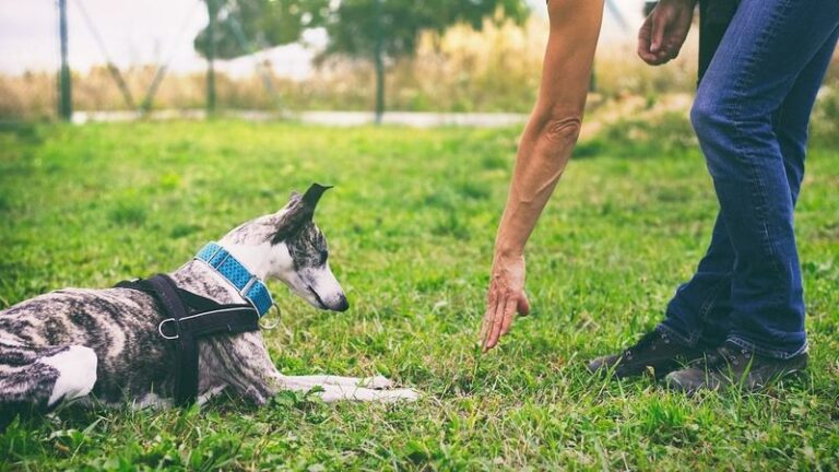11 Gentle Ways to Help a Nervous Rescue Dog Build Confidence - Epic ... - Nervous And Anxious Dog Walks Helping