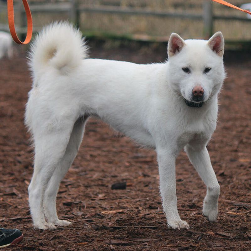 Kishu Ken