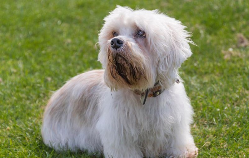 Dandie Dinmont Terrier