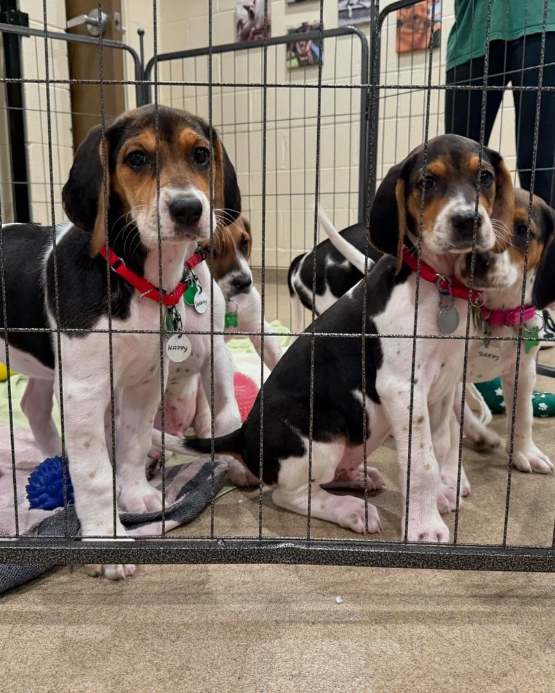 English Foxhound