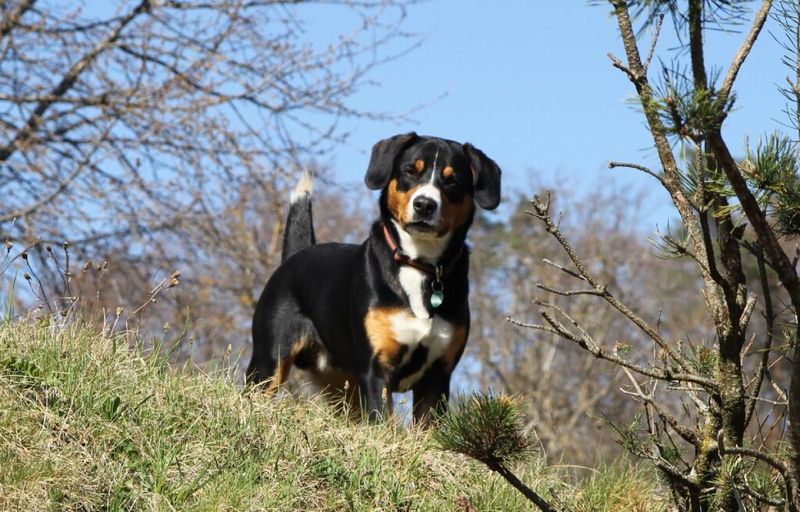 Entlebucher Mountain Dog