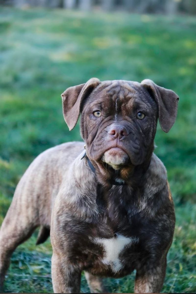 Alapaha Blue Blood Bulldog