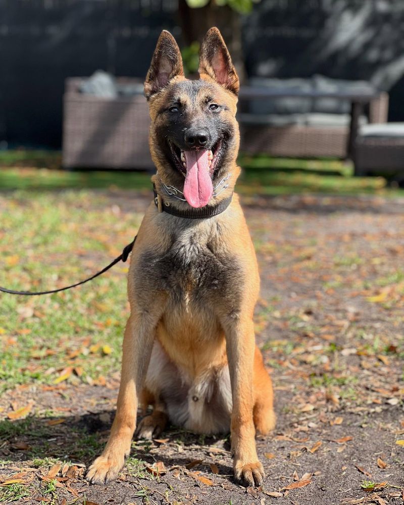 Belgian Malinois