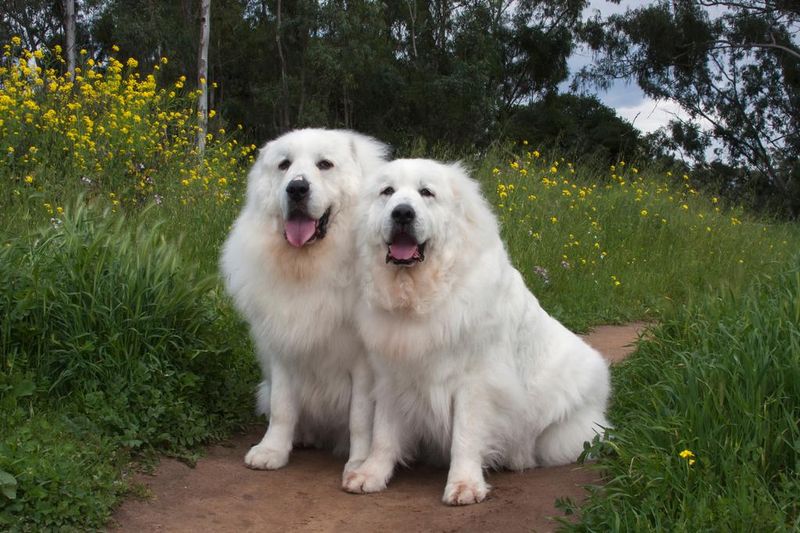 Great Pyrenees