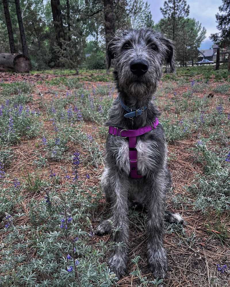 Irish Wolfhound