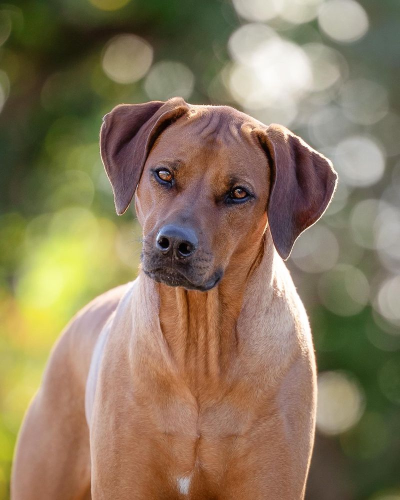 Rhodesian Ridgeback