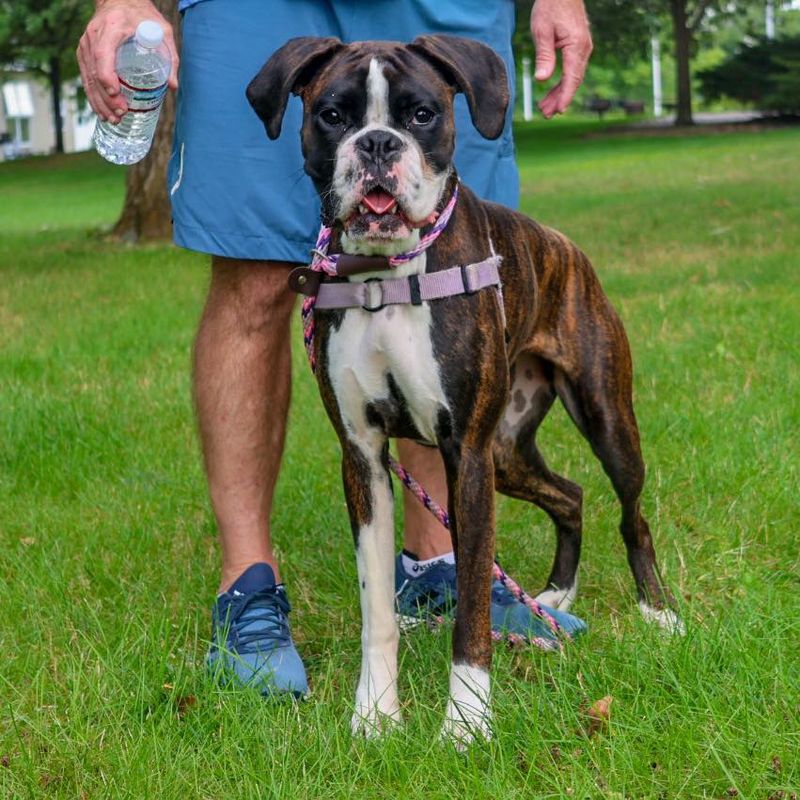 Boxer