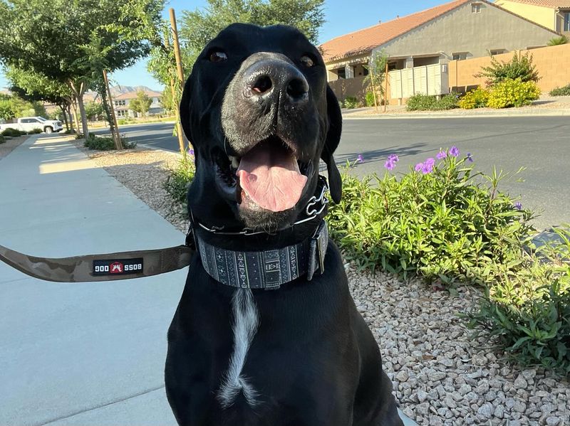 Great Dane