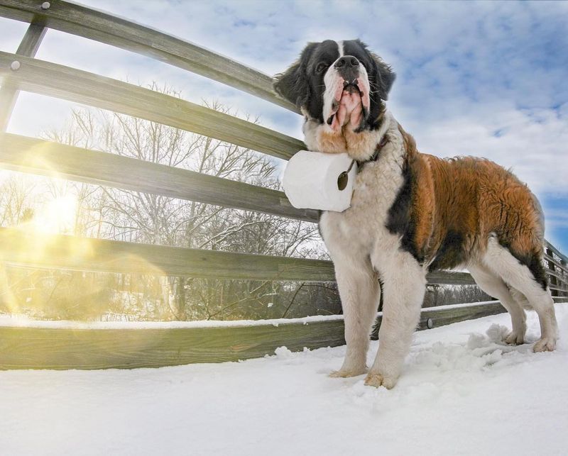 Saint Bernard