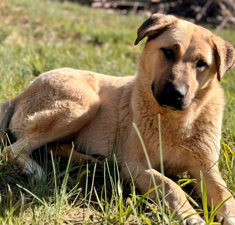 Anatolian Shepherd