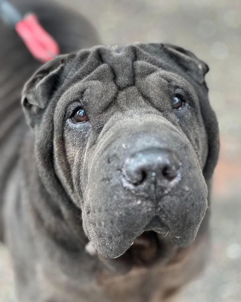 Shar Pei