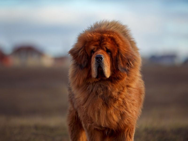Tibetan Mastiff