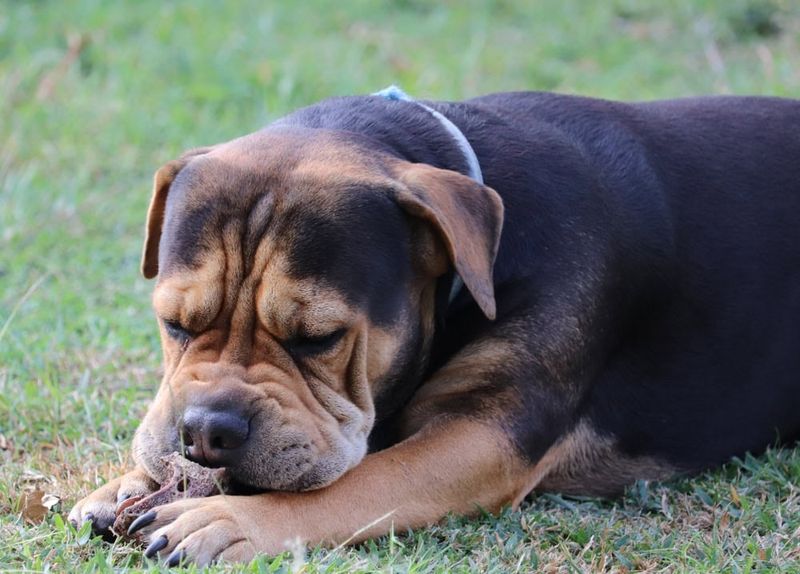 Cane Corso Shar Pei Mix