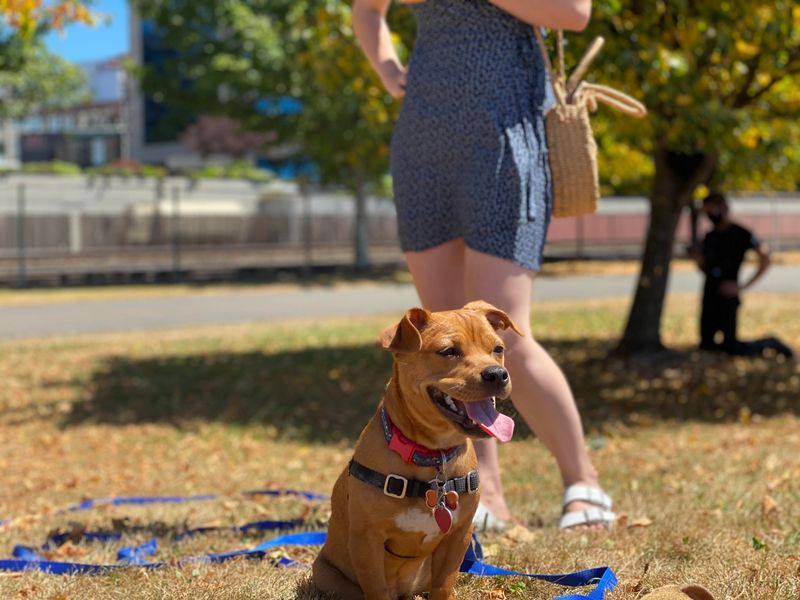 Cane Corso Chihuahua Mix