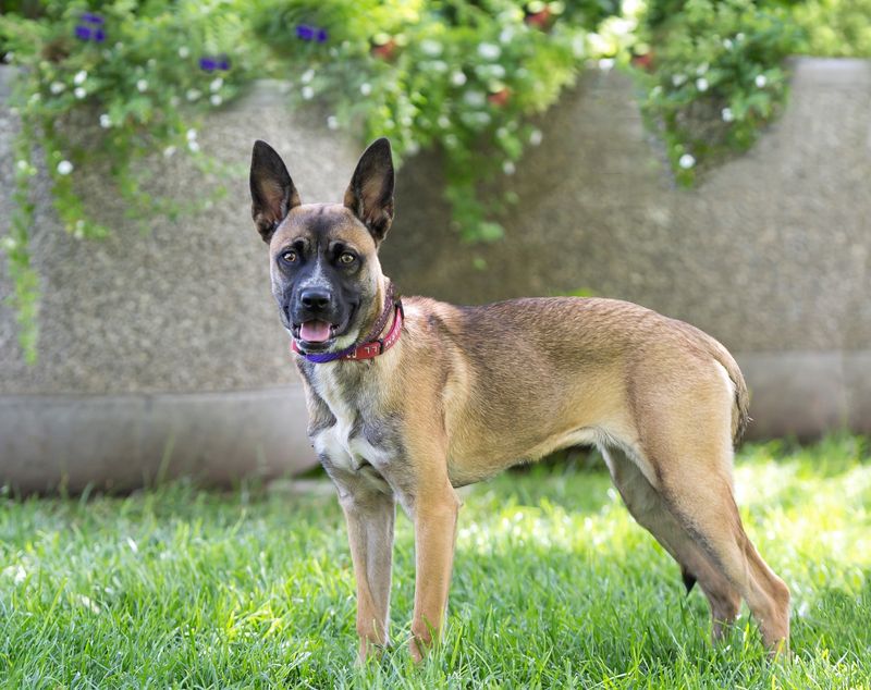 Cane Corso Australian Shepherd Mix