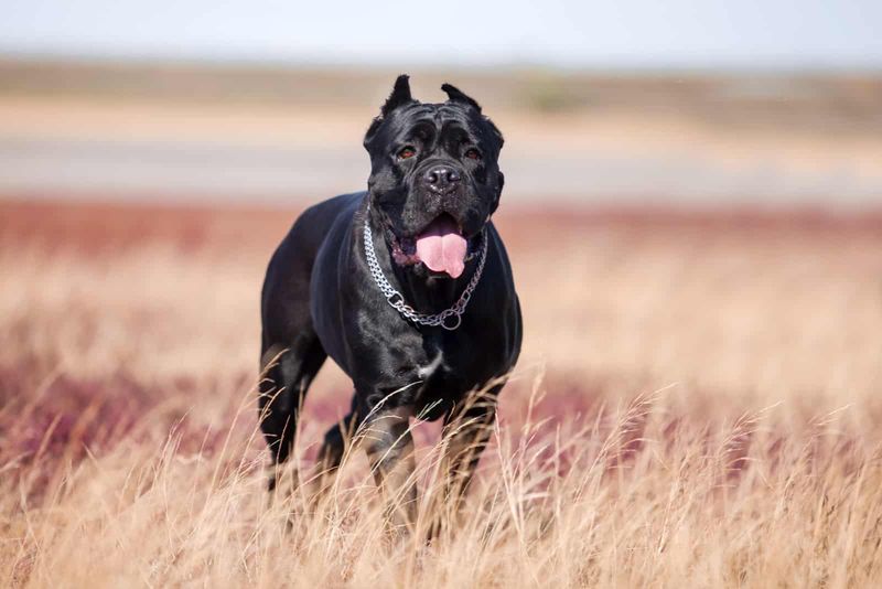 Cane Corso Rottweiler Mix
