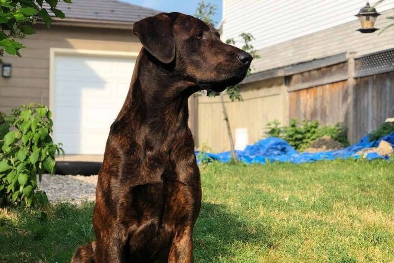 Cane Corso Doberman Mix