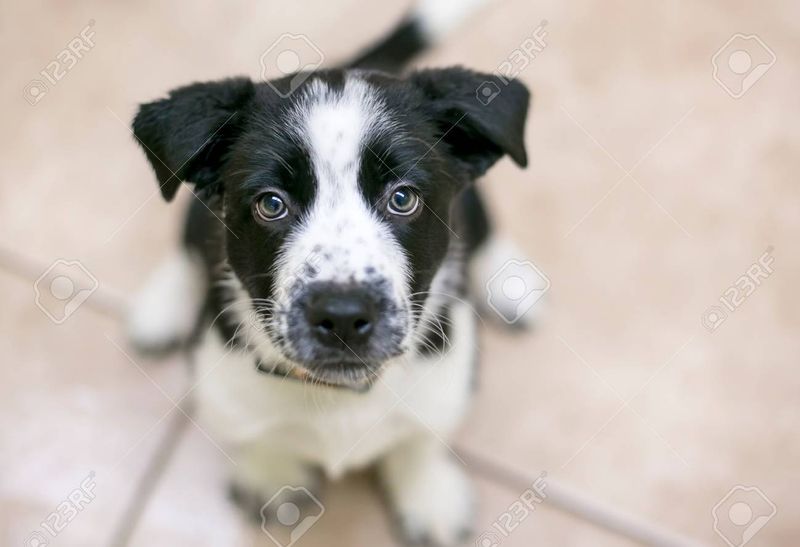 Cane Corso Border Collie Mix