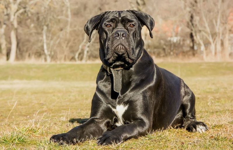 Cane Corso Golden Retriever Mix