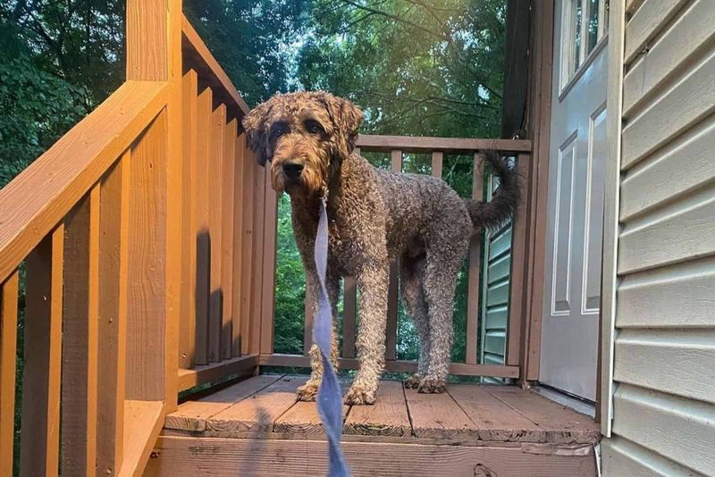 Cane Corso Poodle Mix