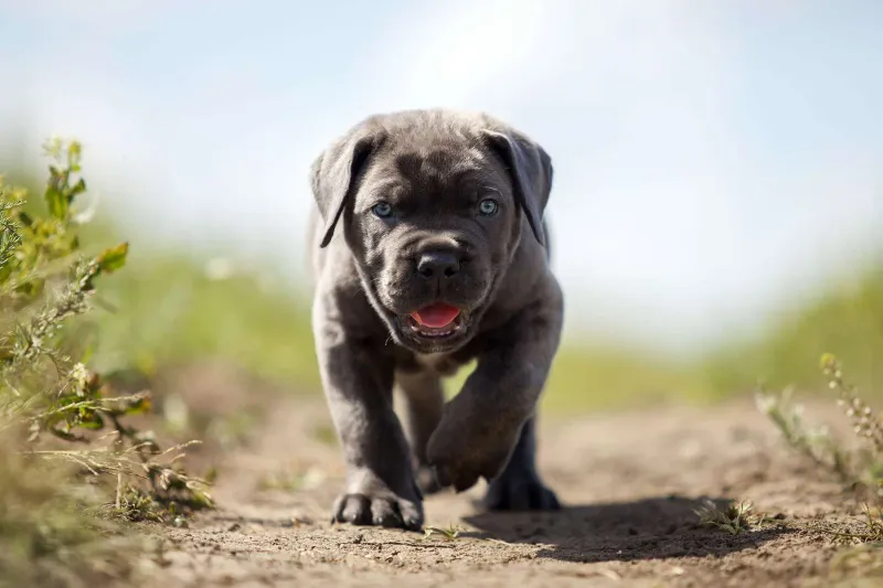 Cane Corso Boxer Mix